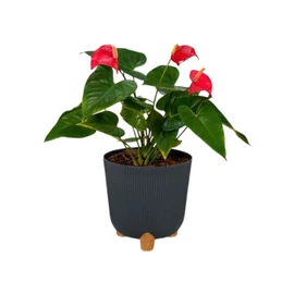 Műanyag 3 lábú kaspó 25cm 4060203